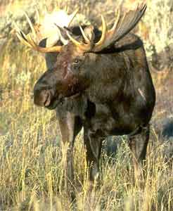 Охота на лося